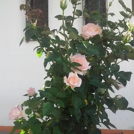 Casa Dos Pingos De Mel Bed & Breakfast *