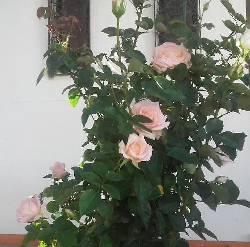 Casa Dos Pingos De Mel Frühstückspension 3*